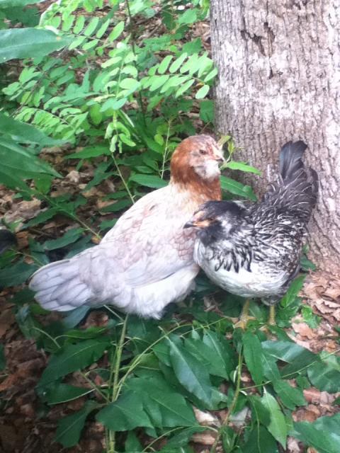 35694_chickens_1_141.jpg