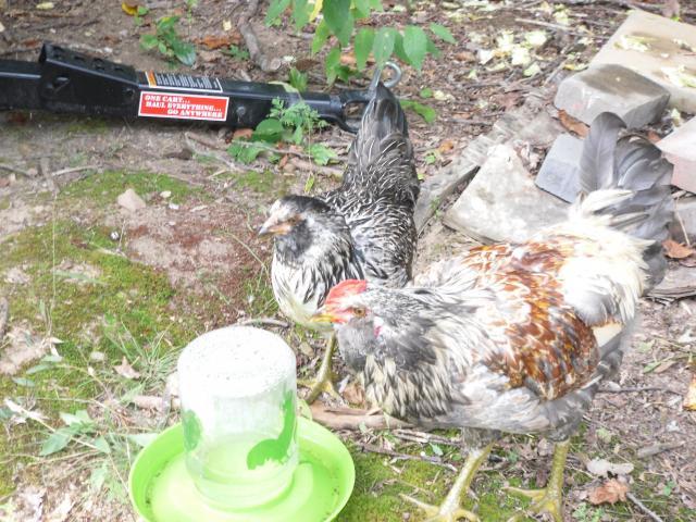 35694_tricky_hen_013.jpg