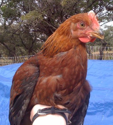 35698_wellsummerroo.jpg