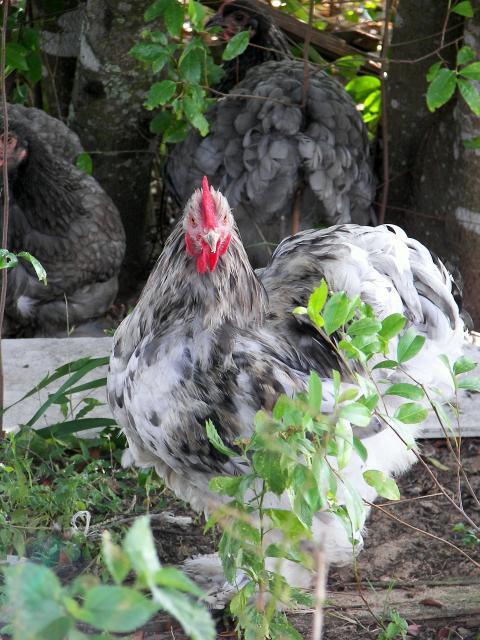 35731_100_2170.jpg