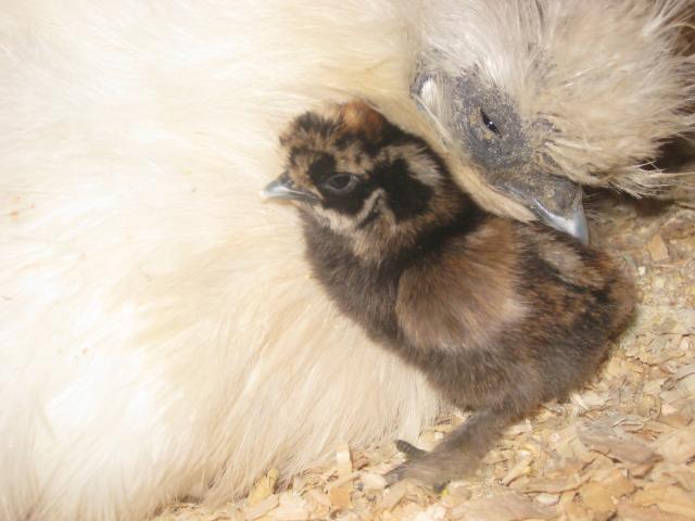 35748_baby_chick_6-17-10_017.jpg