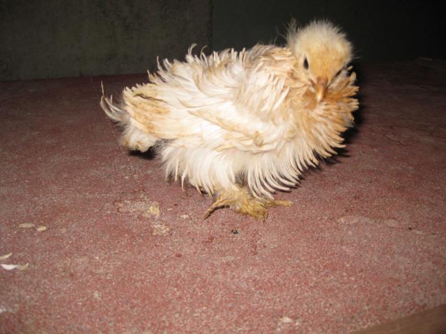 35748_baby_chick_april_7th_2011_006.jpg