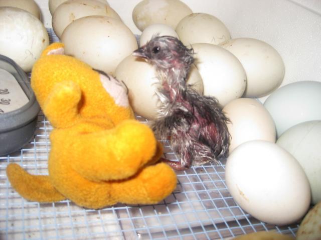 35748_baby_chick_april_7th_2011_017.jpg
