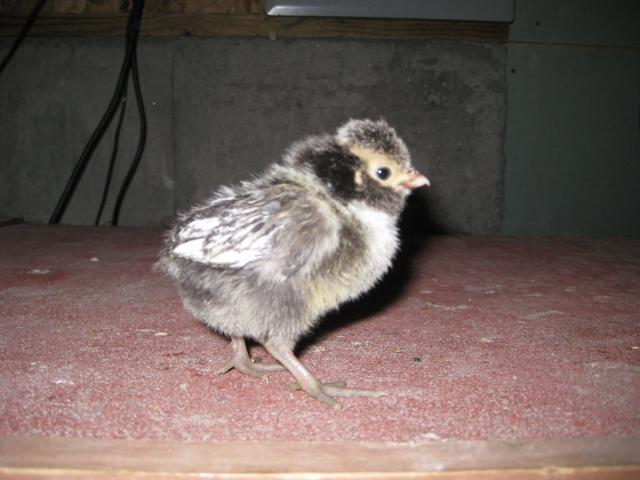 35748_baby_chick_april_7th_2011_020.jpg