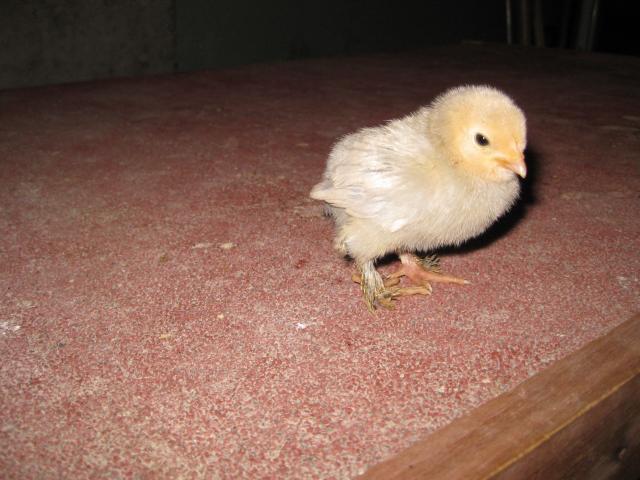 35748_baby_chick_april_7th_2011_023.jpg