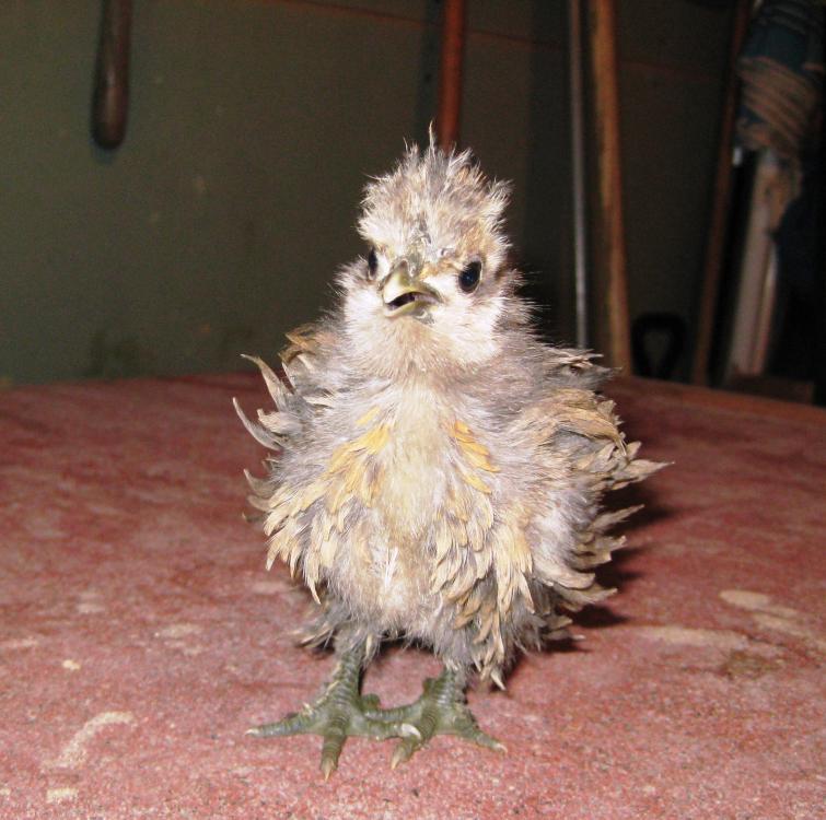 35748_baby_chick_april_7th_2011_034.jpg