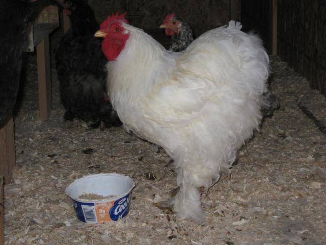 35748_chickensducks_100.jpg
