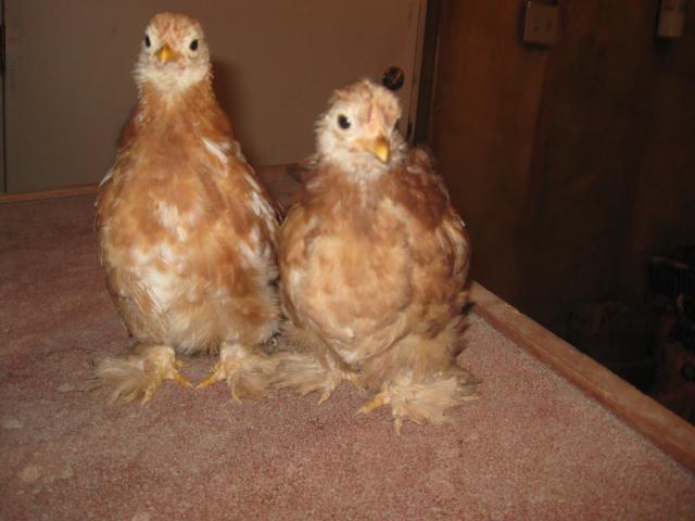 35748_chicks_001.jpg