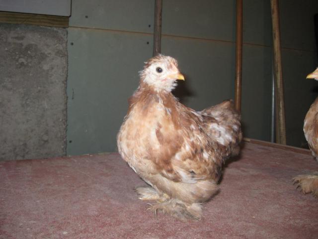 35748_chicks_004.jpg