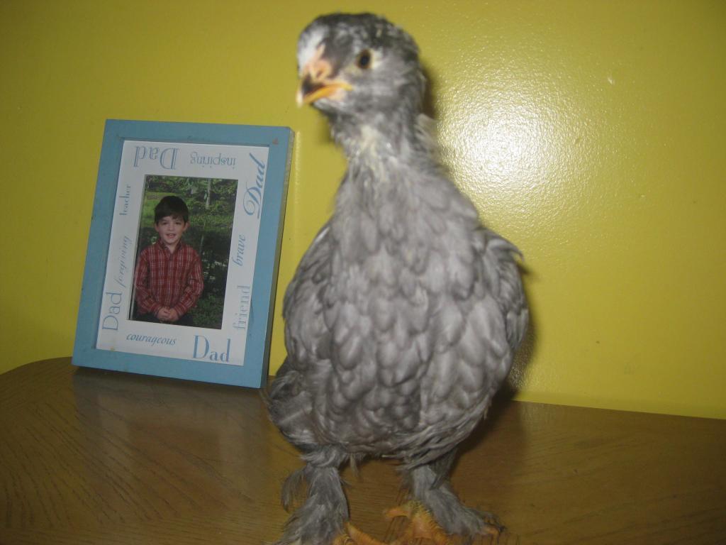 35748_chicks_5-20-11_008.jpg