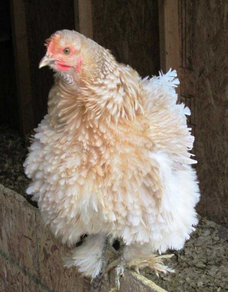 35748_christmas_2011_farm_pics_003.jpg