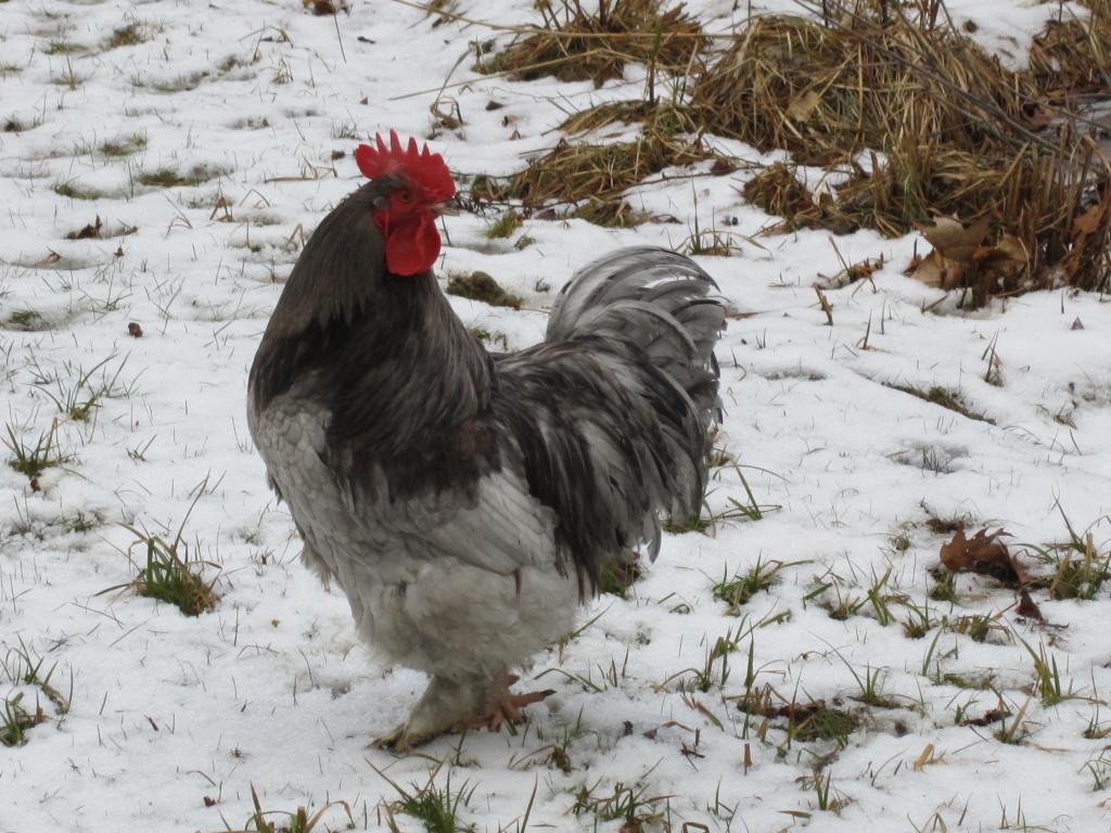 35748_christmas_2011_farm_pics_006.jpg