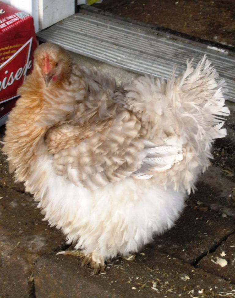 35748_christmas_2011_farm_pics_028.jpg