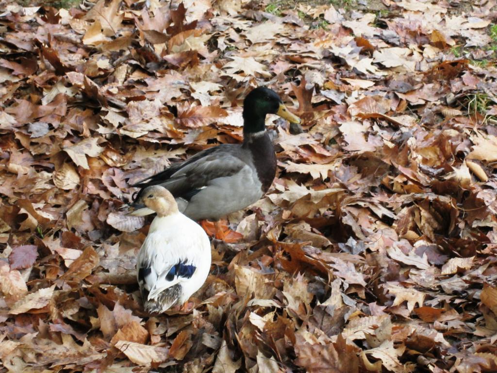 35748_christmas_2011_farm_pics_029.jpg