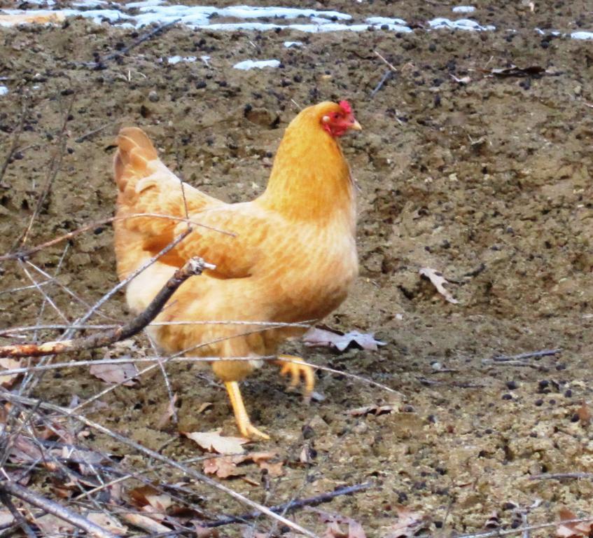 35748_christmas_2011_farm_pics_071.jpg