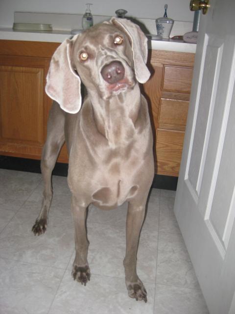 35748_dash_010.jpg