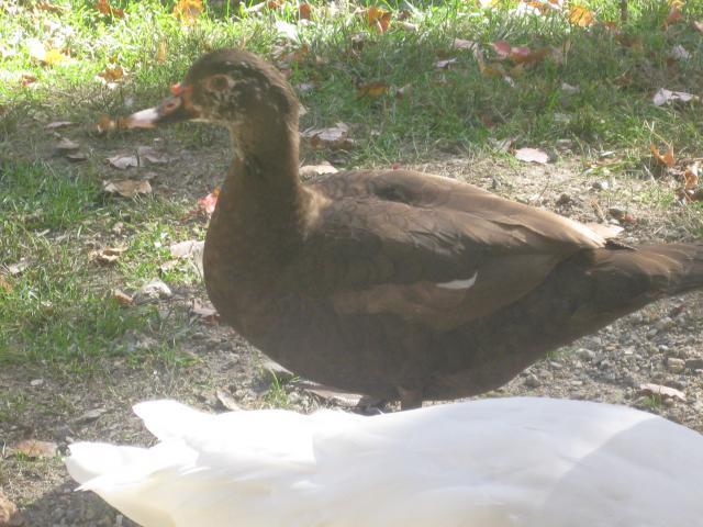 35748_new_ducks_021.jpg