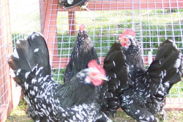 35798_chickens_001.jpg