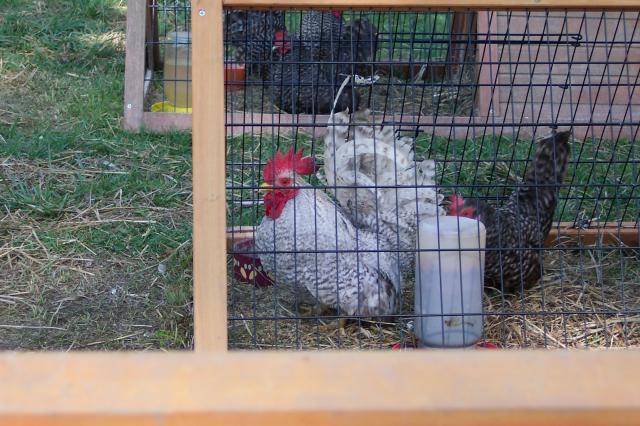 35798_chickens_005.jpg