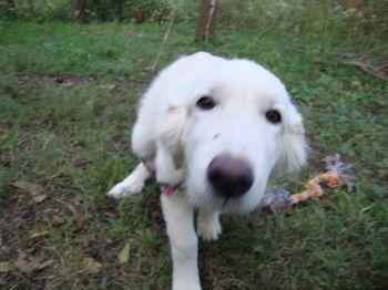 3579_koda_4.jpg