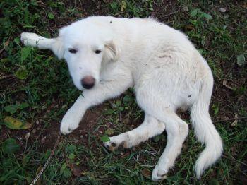 3579_koda_6.jpg