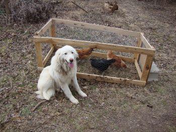 3579_koda_and_chickens.jpg