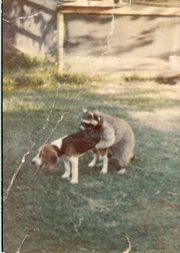 35850_coondog.jpg