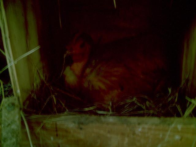 35851_chickenstuff_003.jpg