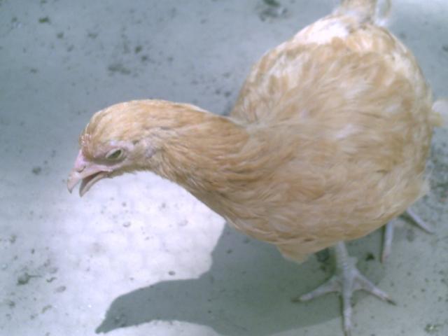 35851_chickenstuff_006.jpg