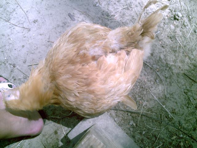 35851_chickenstuff_007.jpg