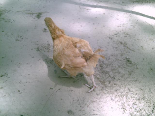 35851_chickenstuff_008.jpg