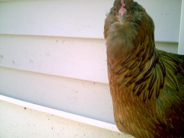 35851_chickenstuff_009.jpg