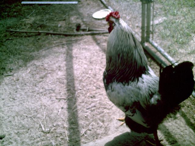 35851_chickenstuff_010.jpg
