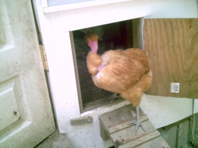 35851_chickenstuff_013.jpg