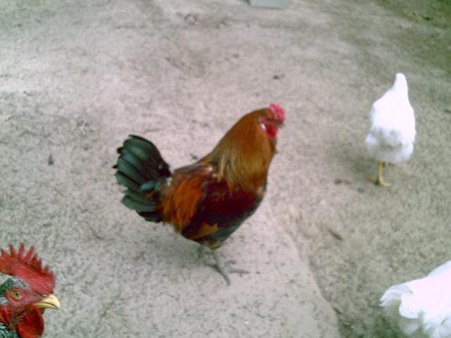 35851_chickenstuff_014.jpg