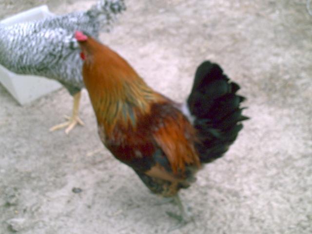 35851_chickenstuff_016.jpg