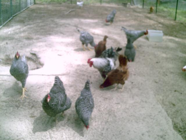 35851_chickenstuff_017.jpg