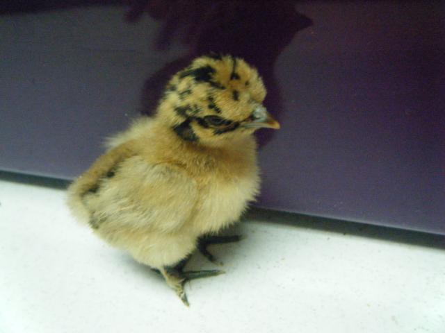 35851_chickenswebkinx_015.jpg