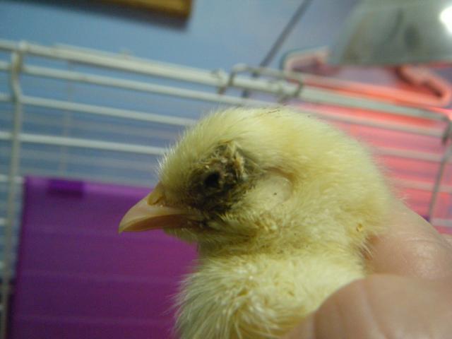 35851_chickenswebkinx_017.jpg