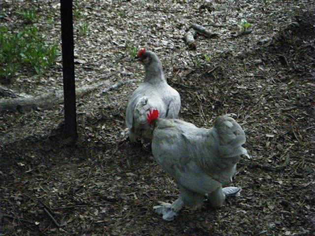 35851_dscf2351.jpg