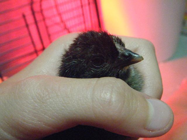 35851_dscf2459.jpg