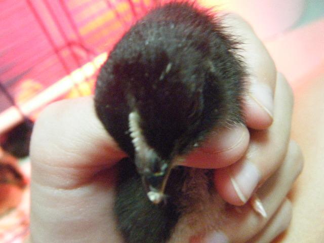 35851_dscf2461.jpg