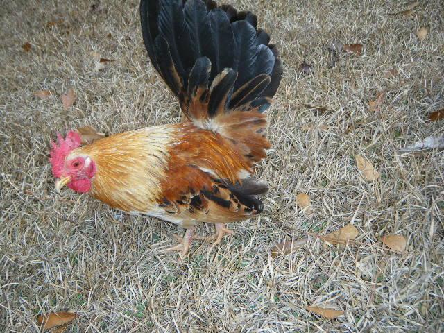 35851_dscf4741.jpg
