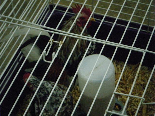 35851_dscf4748.jpg