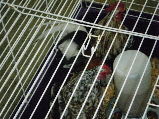 35851_dscf4749.jpg