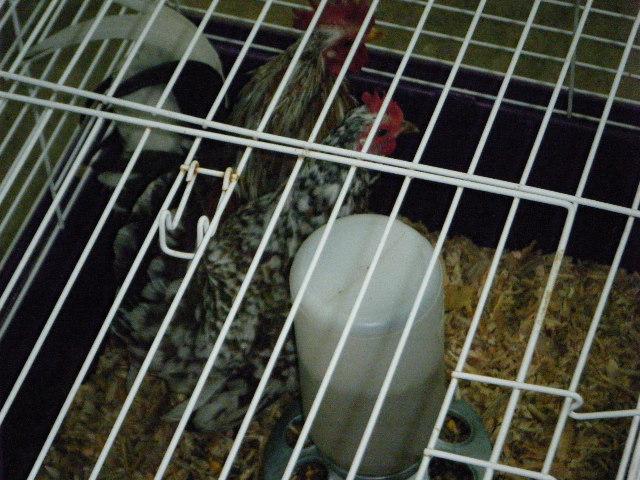 35851_dscf4750.jpg