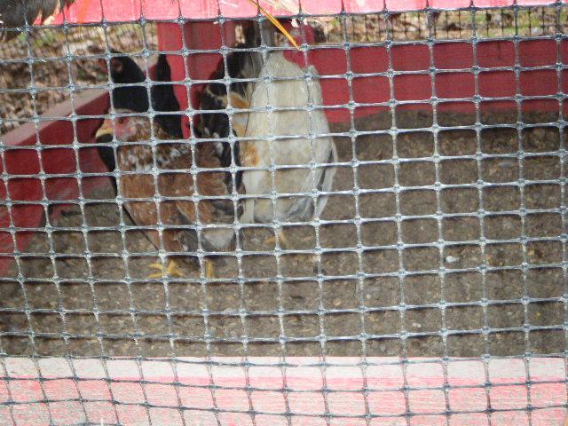 35851_dscf4752.jpg