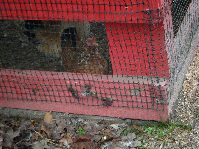 35851_dscf4755.jpg