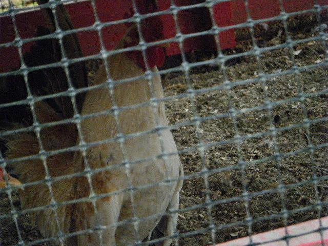35851_dscf4756.jpg