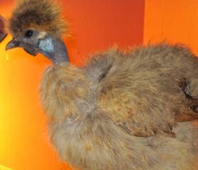 35853_sable_1.jpg